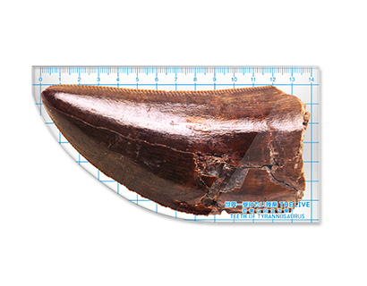 世界一“カッコイイ”ティラノサウルスの歯定規